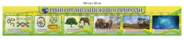 “Рівні організації живої природи” стенд