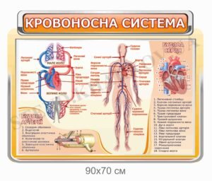 Стенд “Кровоносна система”