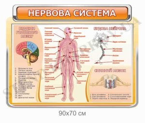 Стенд “Нервова система”