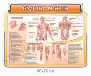 Стенд “Будова м’язів” в кабінет біології