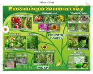 Стенд “Еволюція рослинного світу”