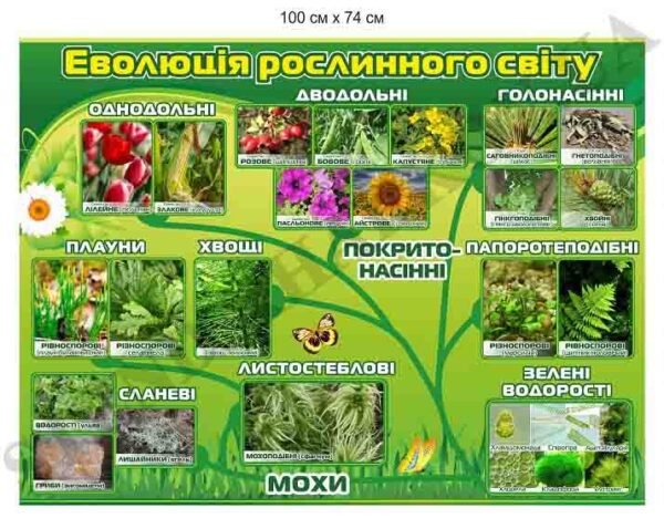 Стенд “Еволюція рослинного світу”