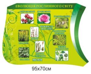 Стенд з біології “Еволюція рослинного світу”