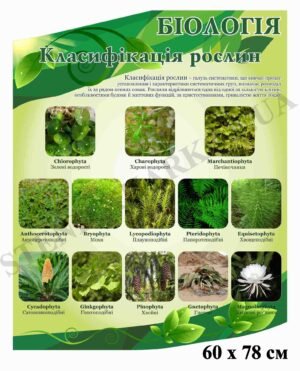 Стенд “Класифікація рослин”