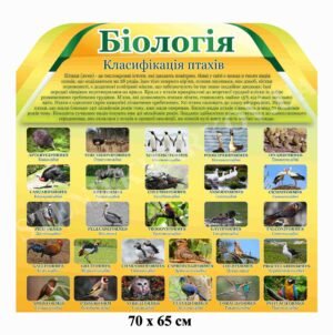 Стенд з біології “Класифікація птахів”