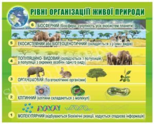 Стенд “Рівні організації живої природи”