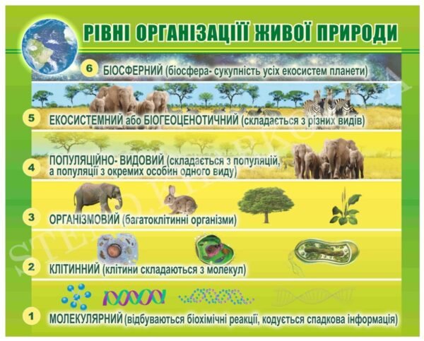 Стенд “Рівні організації живої природи”