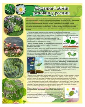 Стенд  “Дихання і обмін речовин у рослин”