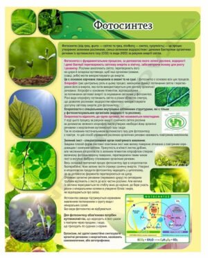 Стенд з біології “Фотосинтез”