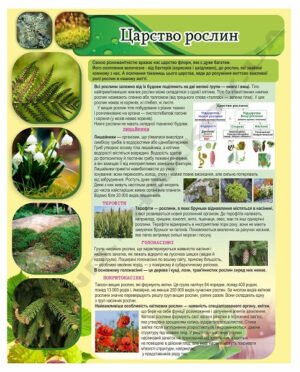 Стенд інформаційний “Царство рослин”