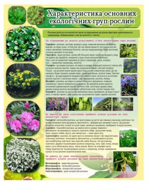 Характеристика основних екологічних груп рослин – стенд
