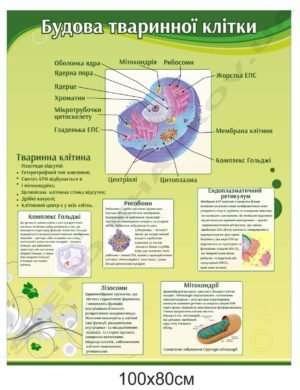 Стенд “Будова тваринної клітини”