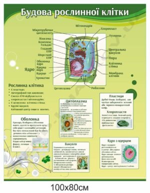 Стенд “Будова рослинної клітини”