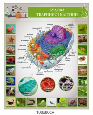 Стенд з біології “Будова тваринної клітини”