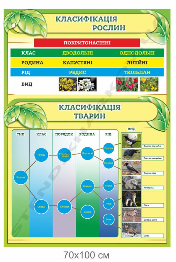 Стенд в кабінет біології “Класифікація рослин і тварин”