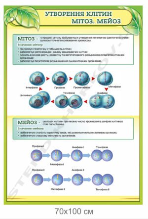 Стенд в кабінет біології “Утворення клітин. Мітоз. Мейоз”