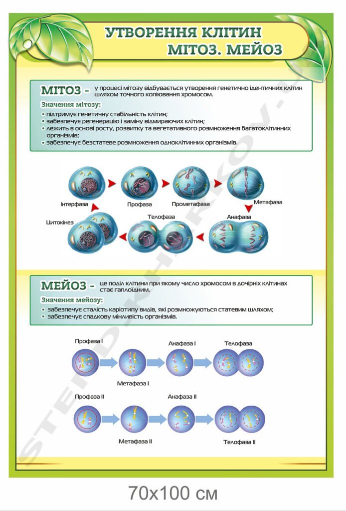 Стенд в кабінет біології "Утворення клітин. Мітоз. Мейоз"