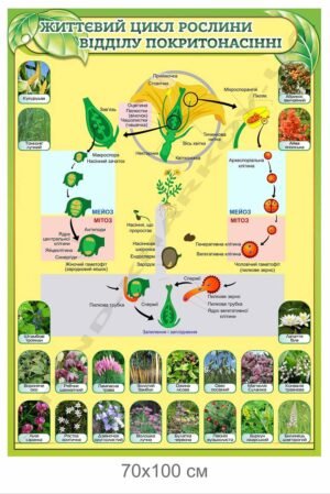 Життєвий цикл рослини відділу покритонасінні – стенд з біології