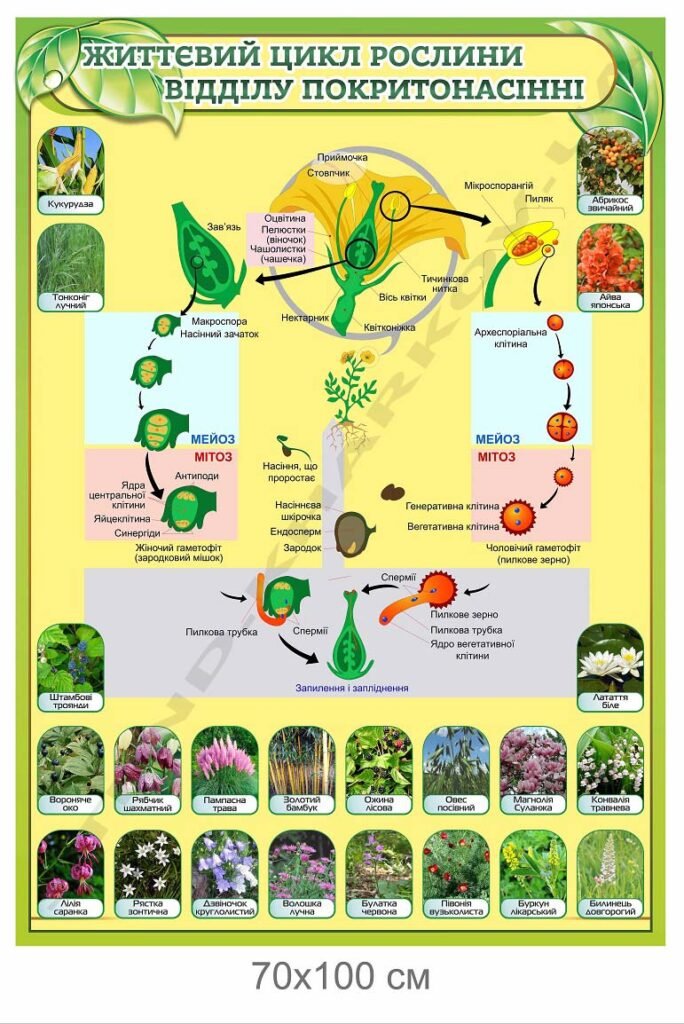 Життєвий цикл рослини відділу покритонасінні - стенд з біології