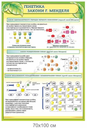 Стенд “Генетика. Закони Г. Менделя” в кабінет біології