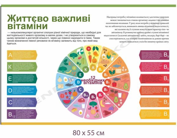Стенд “Життєво важливі вітаміни”