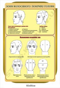 Стенд "Зони волосяного покриву голови"