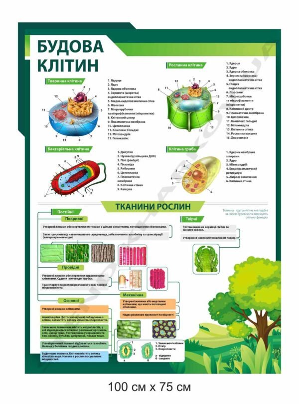 Стенд “Клітини і тканини рослин” в кабінет біології