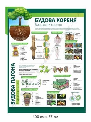 Стенд “Будова кореня” в кабінет біології