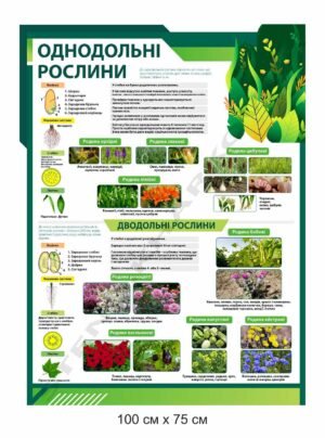 Стенд “Однодольні та дводольні рослини” в кабінет біології