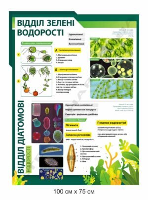 Стенд “Зелені та діатомові водорості”