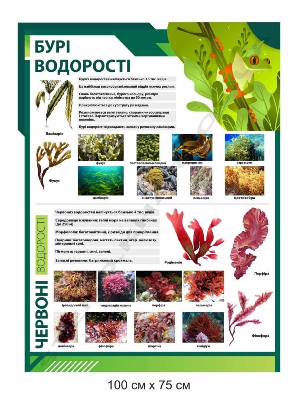 Стенд “Бурі та червоні водорості” в кабінет біології