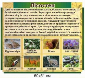 Стенд з географії “Лісостеп”