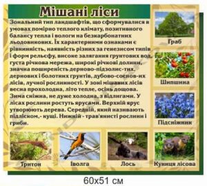 Стенд з географії “Мішані ліси”
