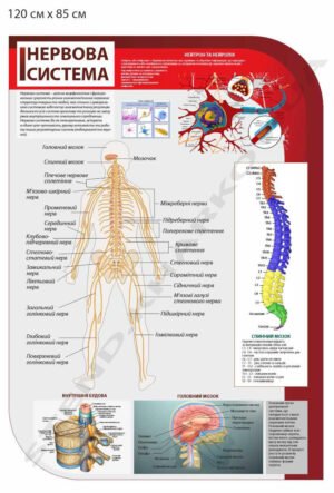 Навчальні стенди “Анатомія людини”