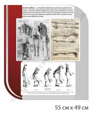 Стенд інформаційний “Скелет людини”