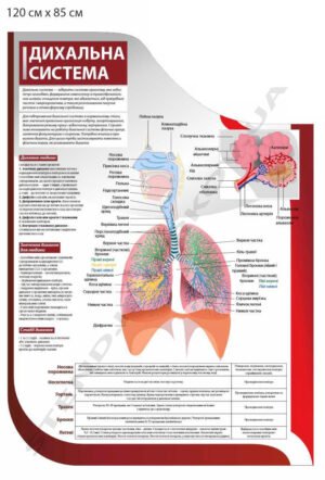 Стенд інформаційний “Дихальна система”