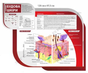 Стенд інформаційний “Будова шкіри”