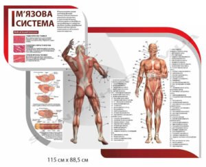 Стенд інформаційний “М’язова система”