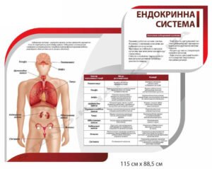 Стенд інформаційний “Ендокринна система”