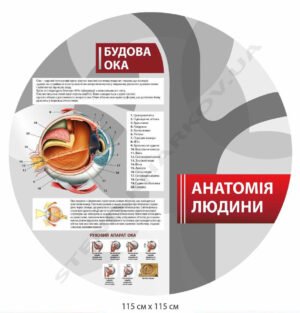 Стенд інформаційний “Будова ока”