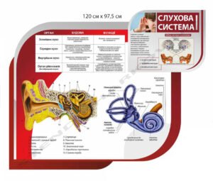 Стенд інформаційний “Слухова система”