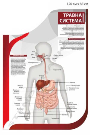 Стенд інформаційний “Травна система”