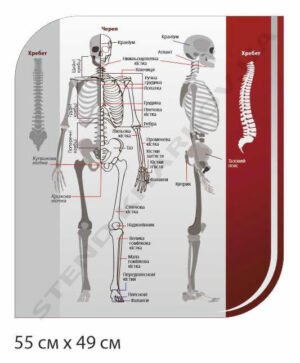 Стенд інформаційний “Будова скелета”