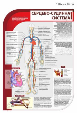 Стенд інформаційний “Серцево-судинна система”