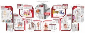 Навчальні стенди “Анатомія людини”