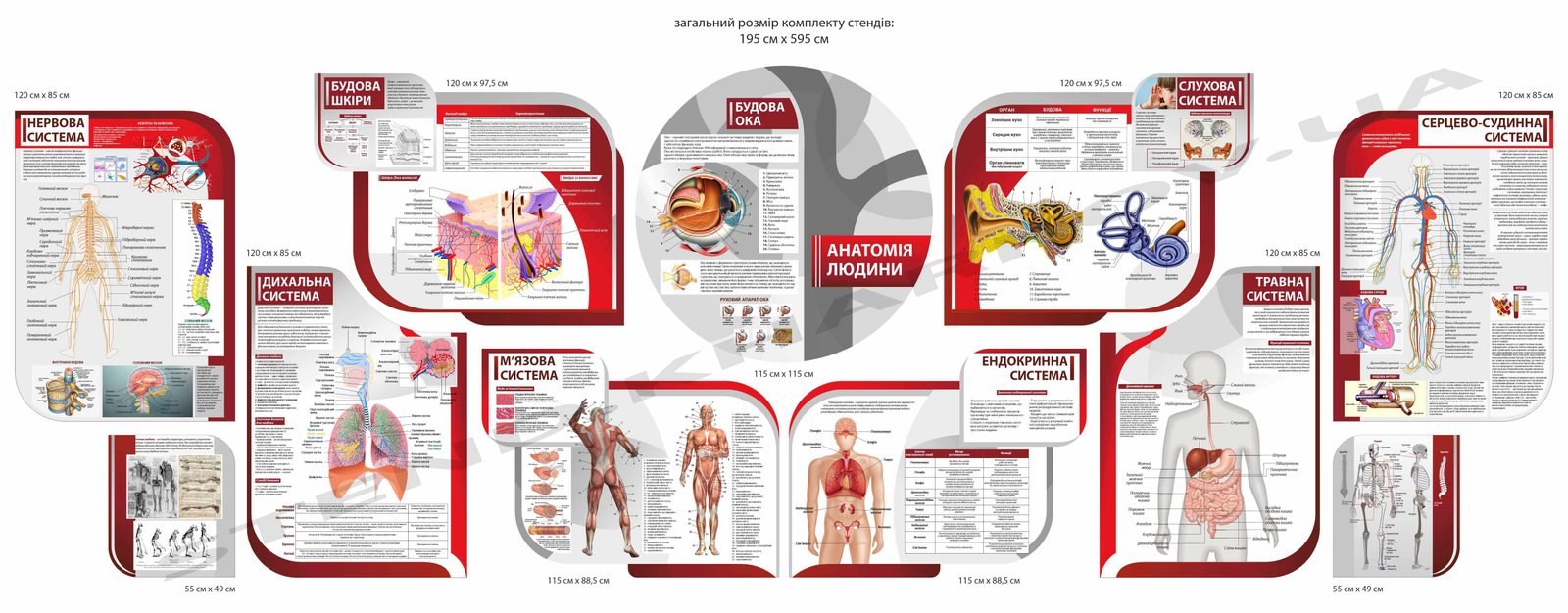 Навчальні стенди "Анатомія людини"