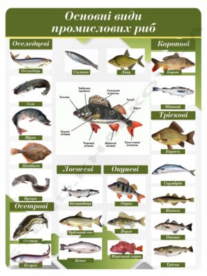 Стенд “Основні види промислових риб”