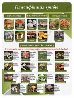 Стенд інформаційний “Класифікація грибів”