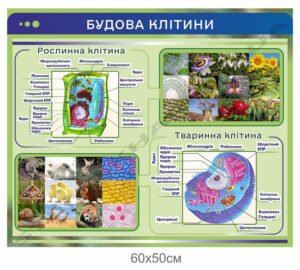 Стенд “Будова клітини”