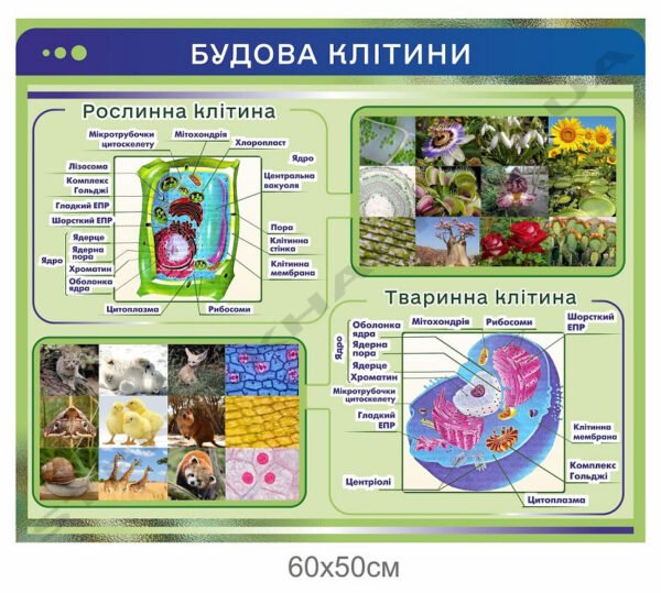 Стенд “Будова клітини”